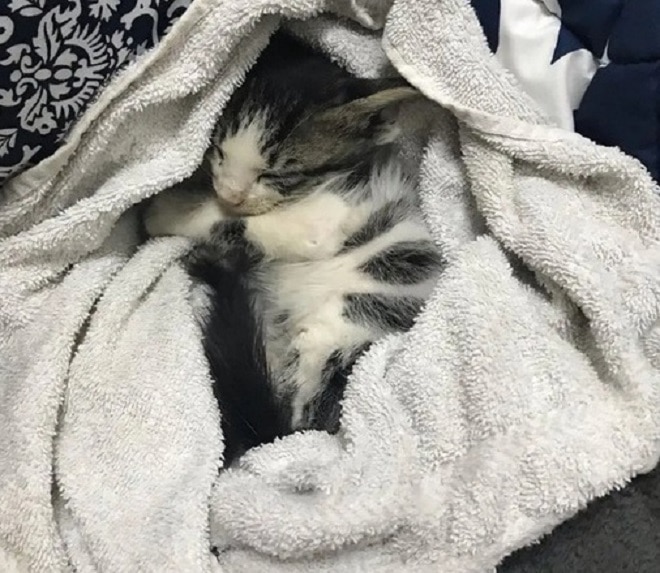 Котенок спит в полотенце 