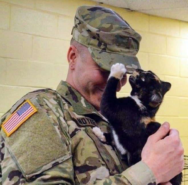 Кот и солдат