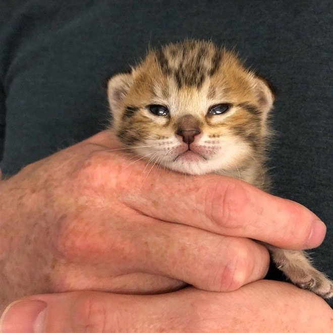 Новорожденный котенок 