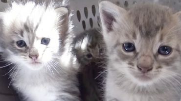 tabby kittens