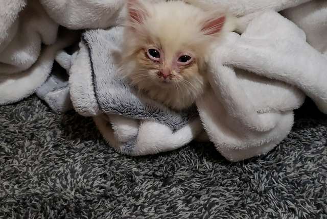 котенок в полотенце
