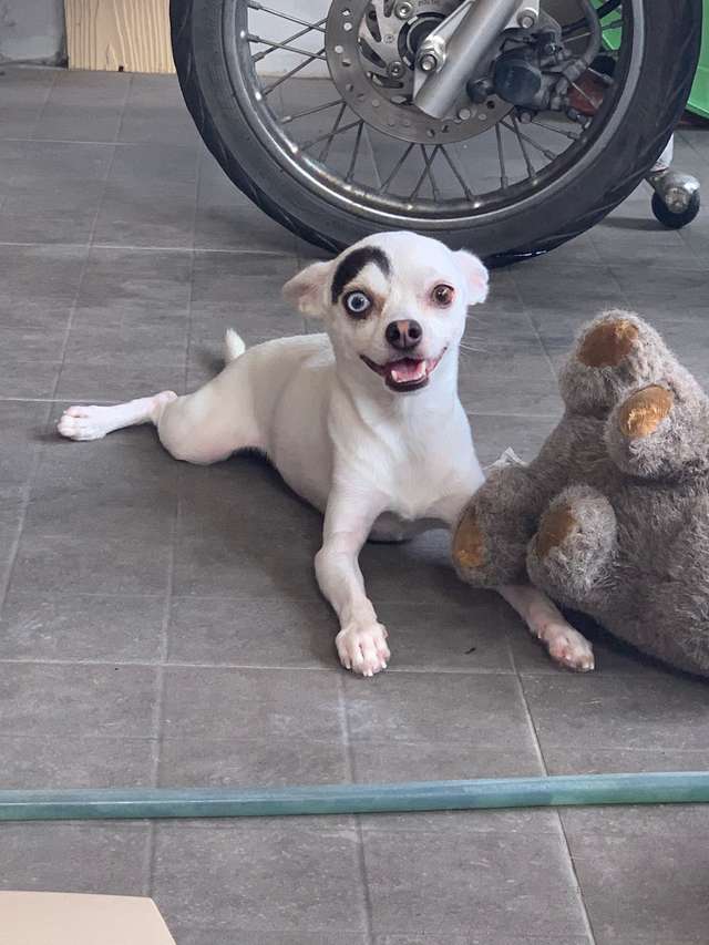 пес с игрушкой