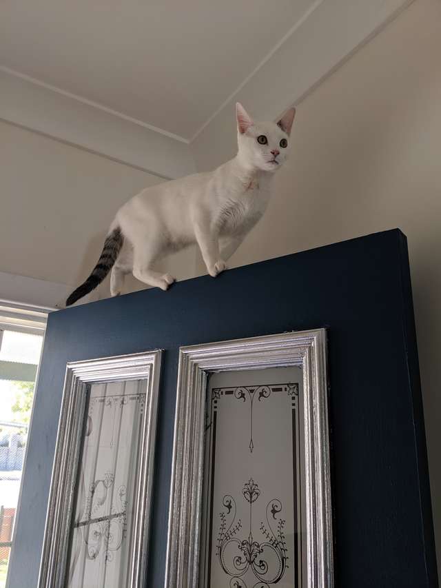 кошка на двери