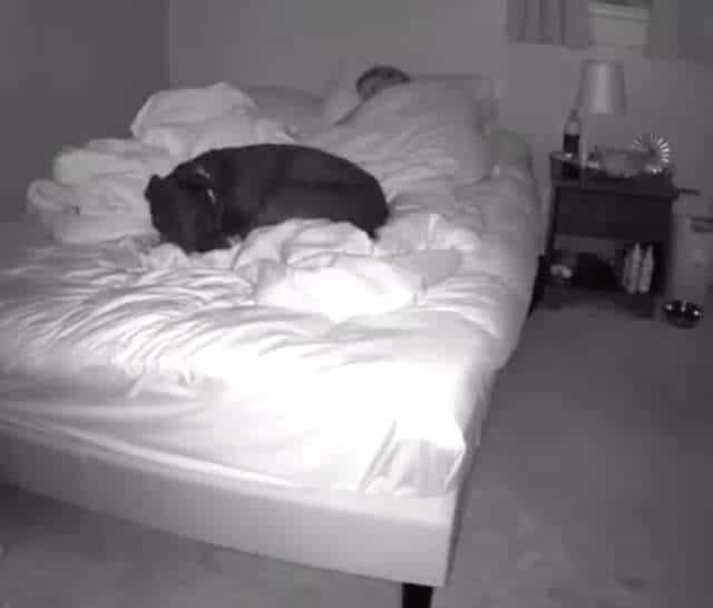 собака спит в кровати