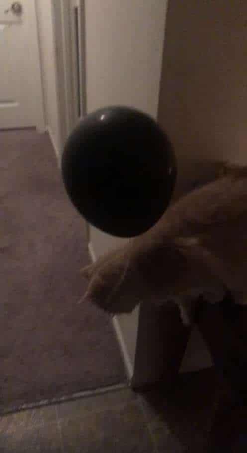кот с воздушным шаром