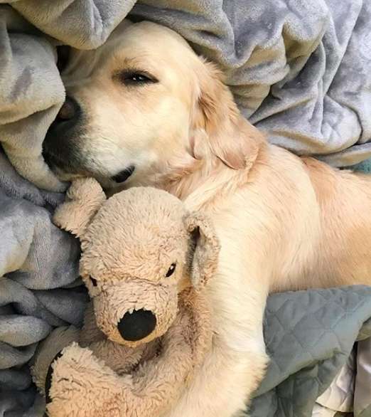 собака с игрушкой