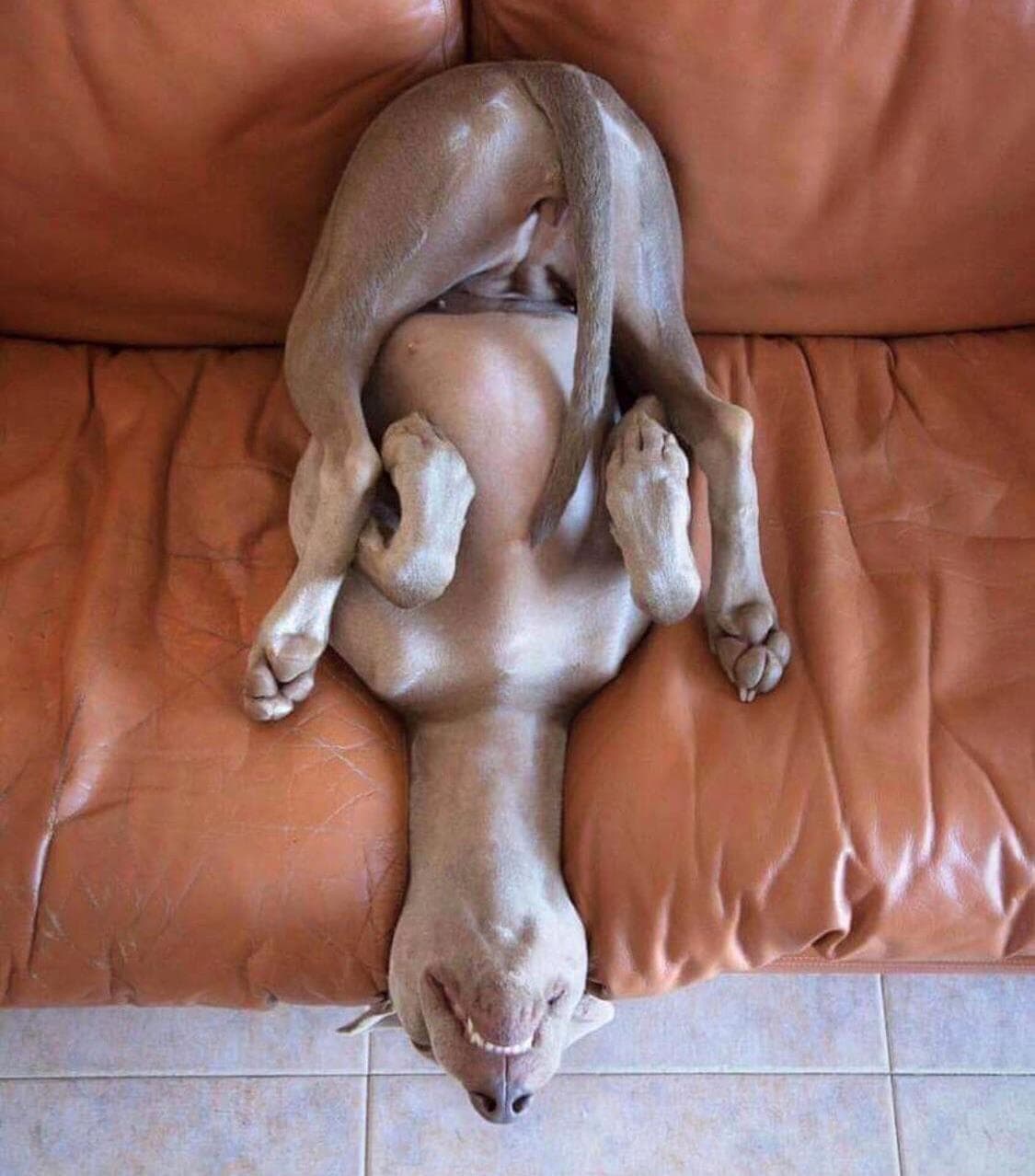 пес на диване