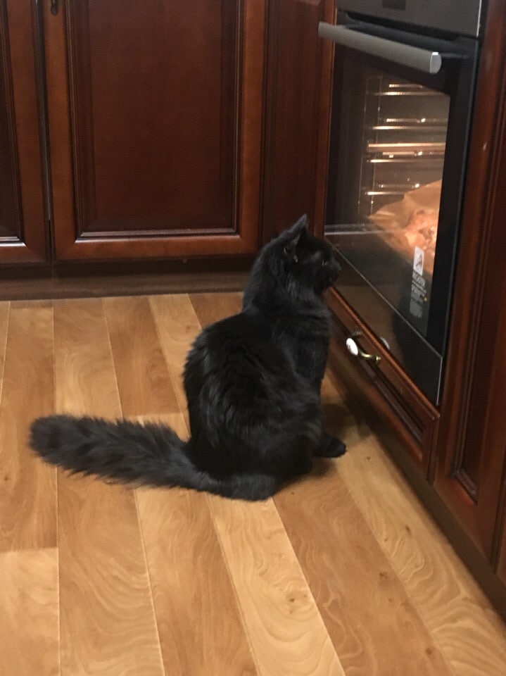 кот у духовки