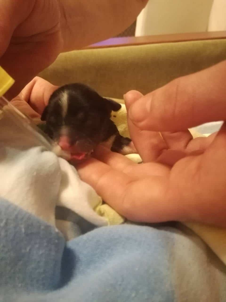 новорожденный щенок
