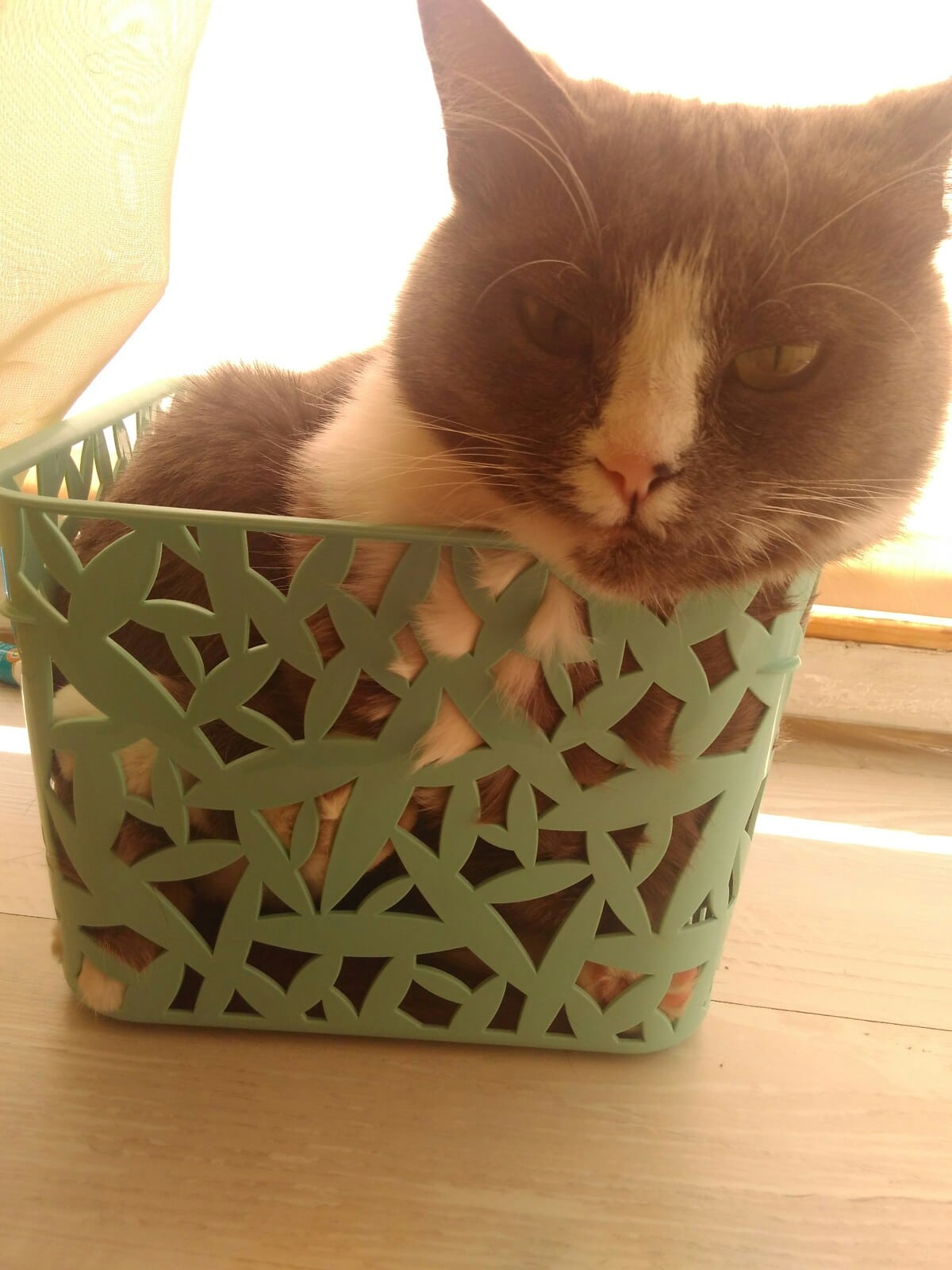 кошка в корзинке