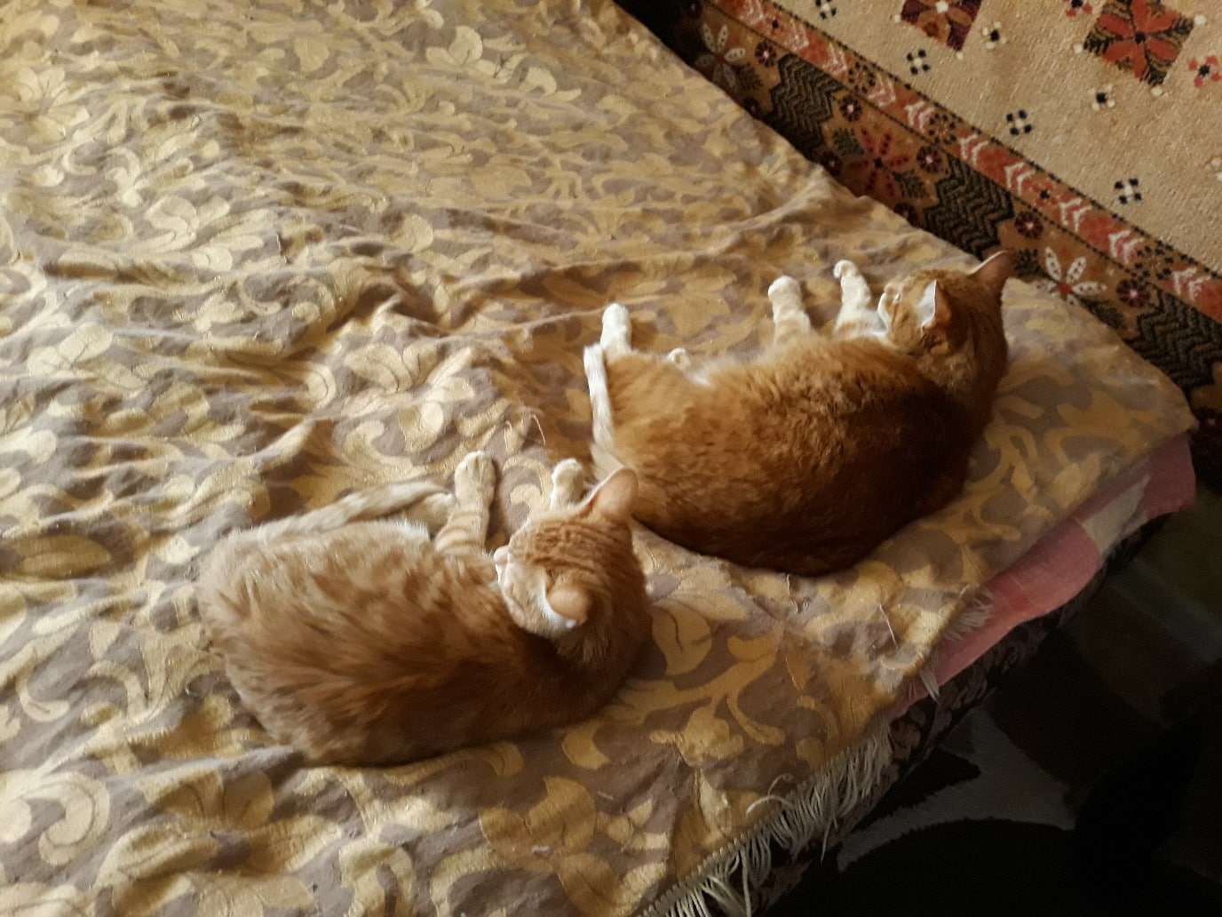 коты на кровати
