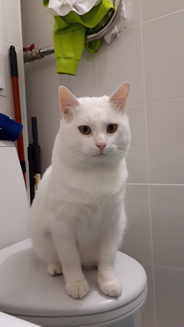 кот в ванной