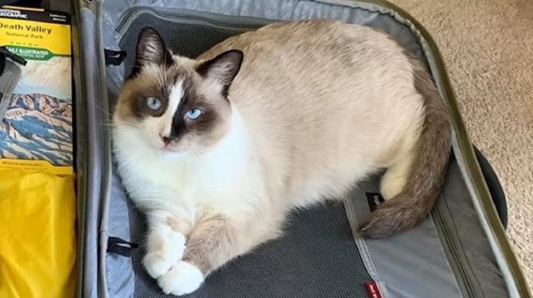 cat and suitcase