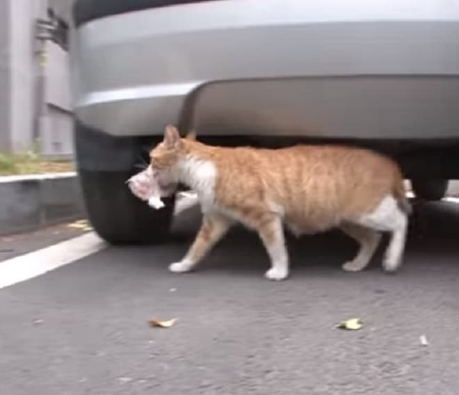 Кошка возле машины