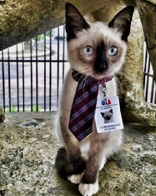 Котенок в галстуке 