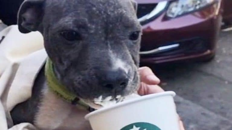 dog and cup