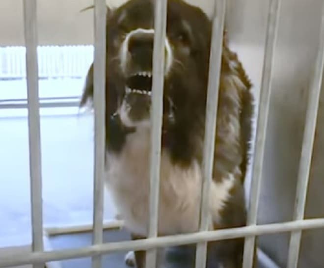 Собака в клетке