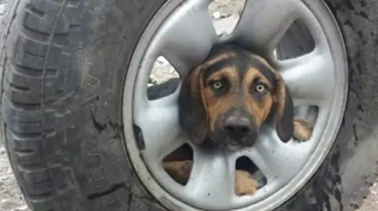 dog in the wheel
