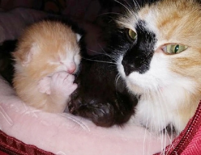 Новорожденные котята и кошка