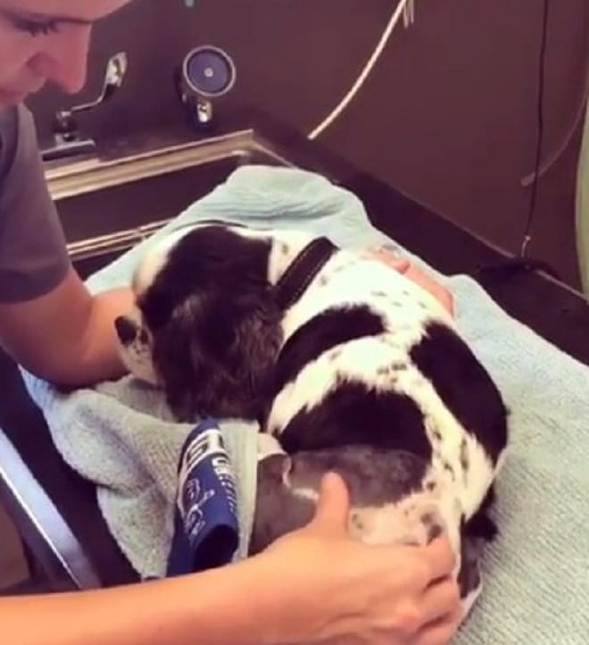 Пес в больнице