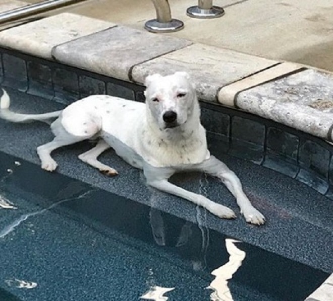 Пес в бассейне