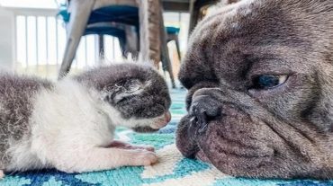 kitten and dog