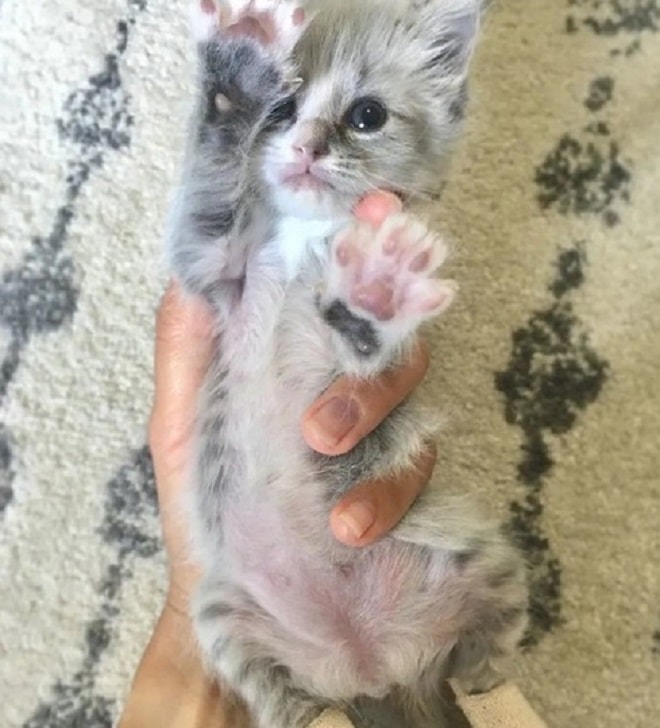 Котенок в руках