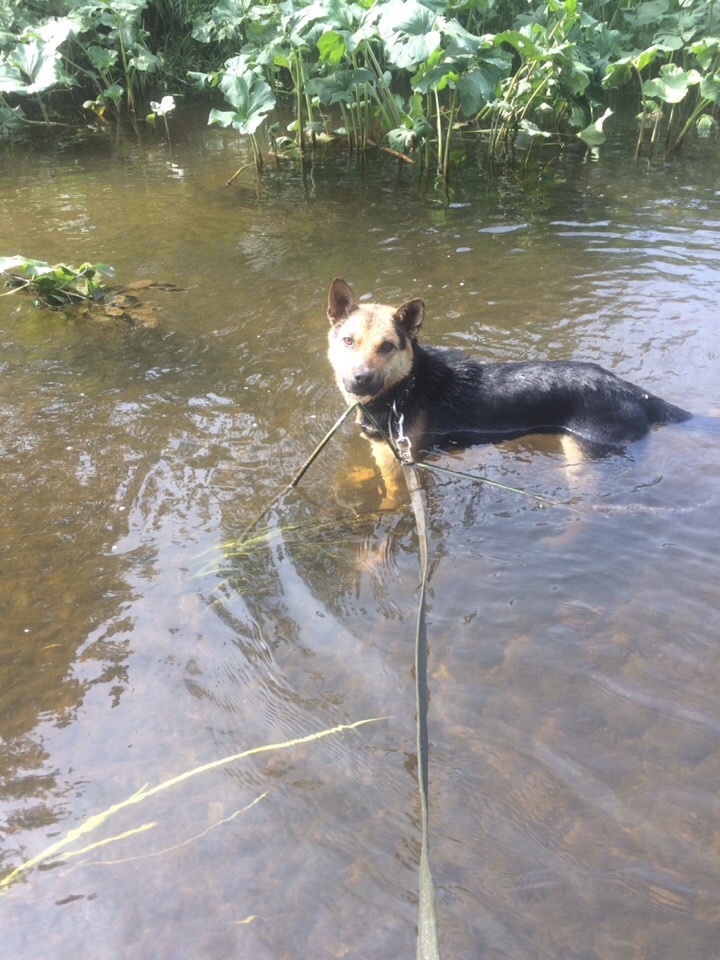 пес в речке
