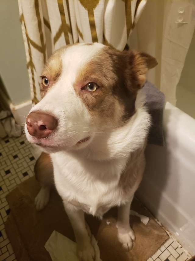 пес в ванной