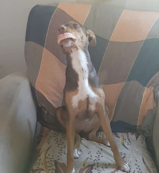 собака на кресле