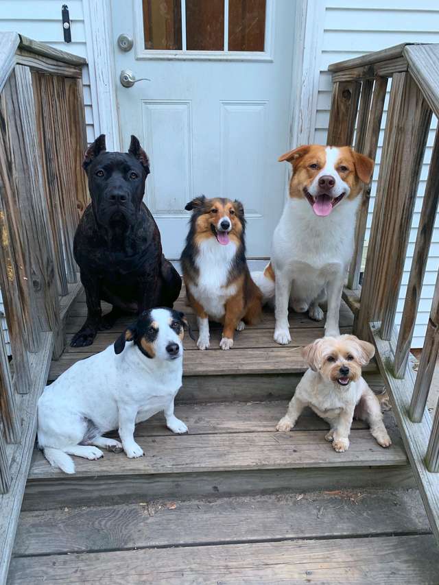 пять собак