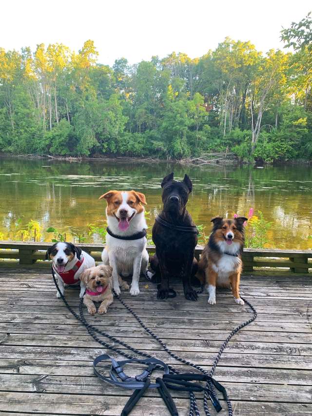 собаки в парке