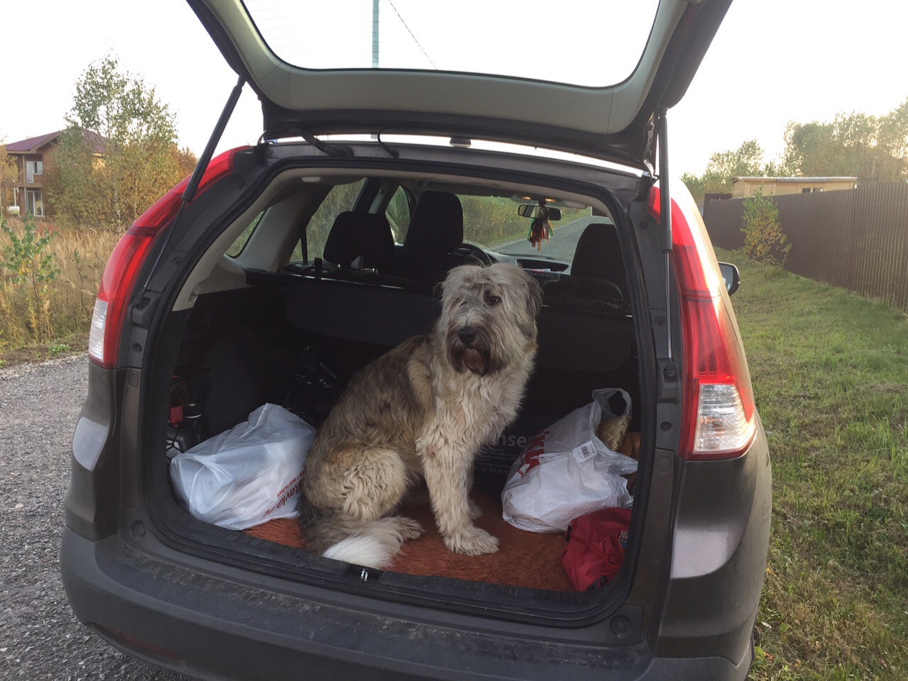 пес в багажнике