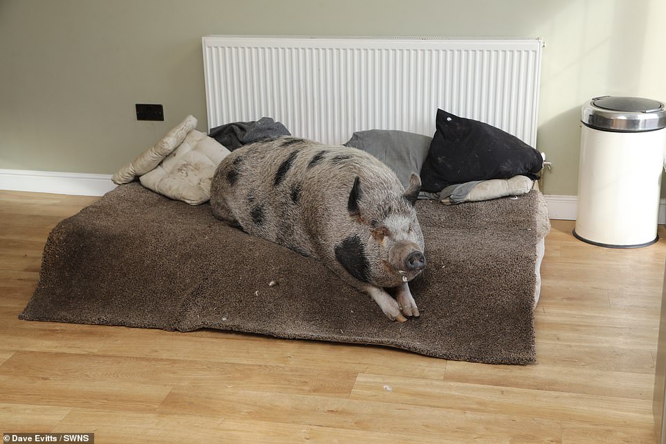 свинья на кровати