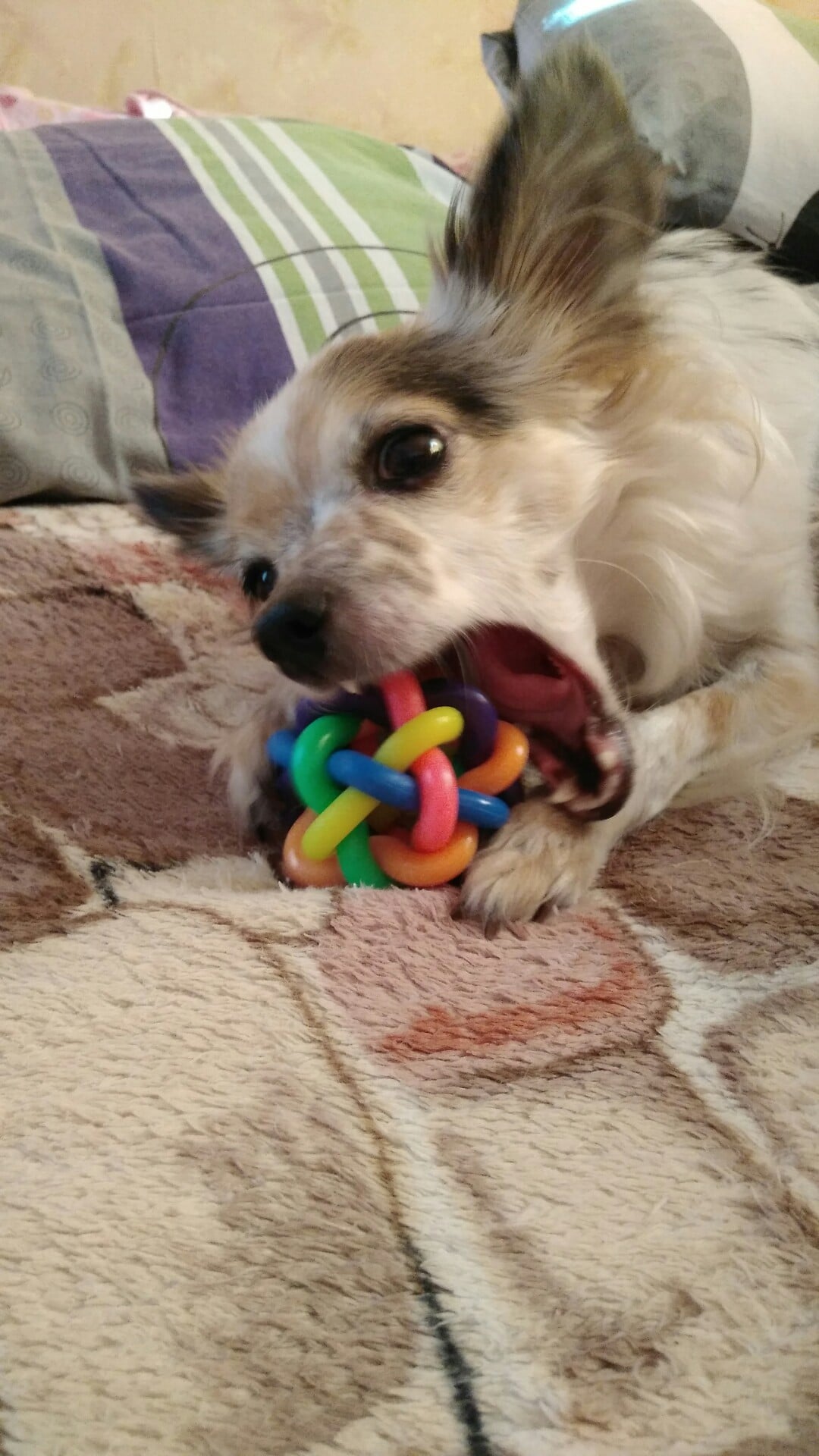 собака с игрушкой