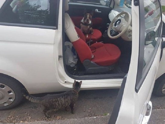 Кот возле машины