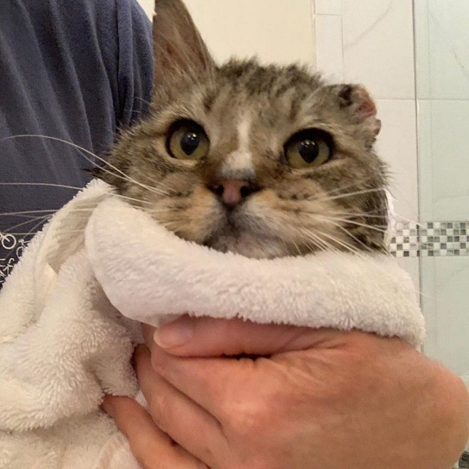 Кот в полотенце