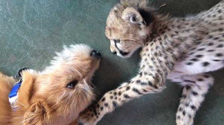 dog and cheetah