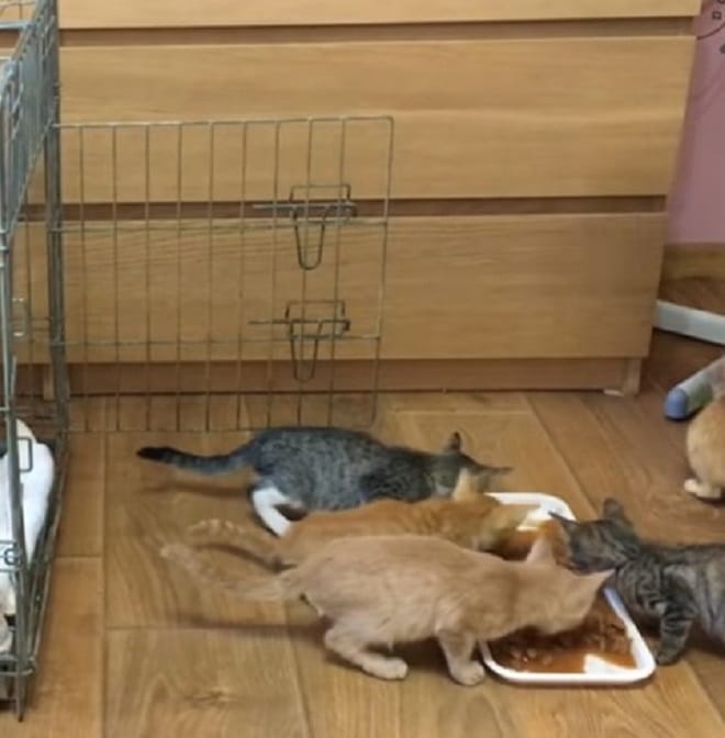 Котята и еда