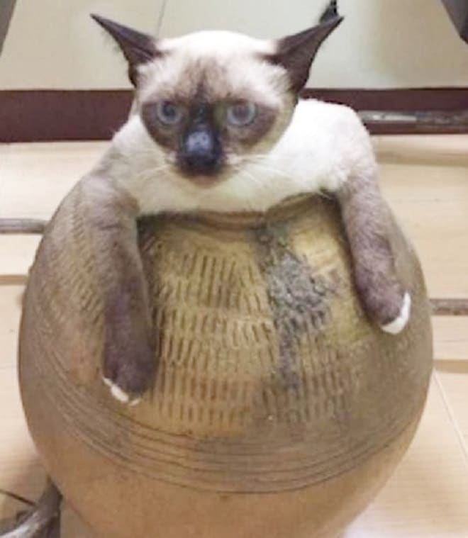 Кошка в вазе