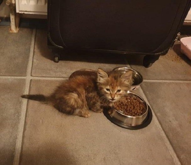 Котенок и еда