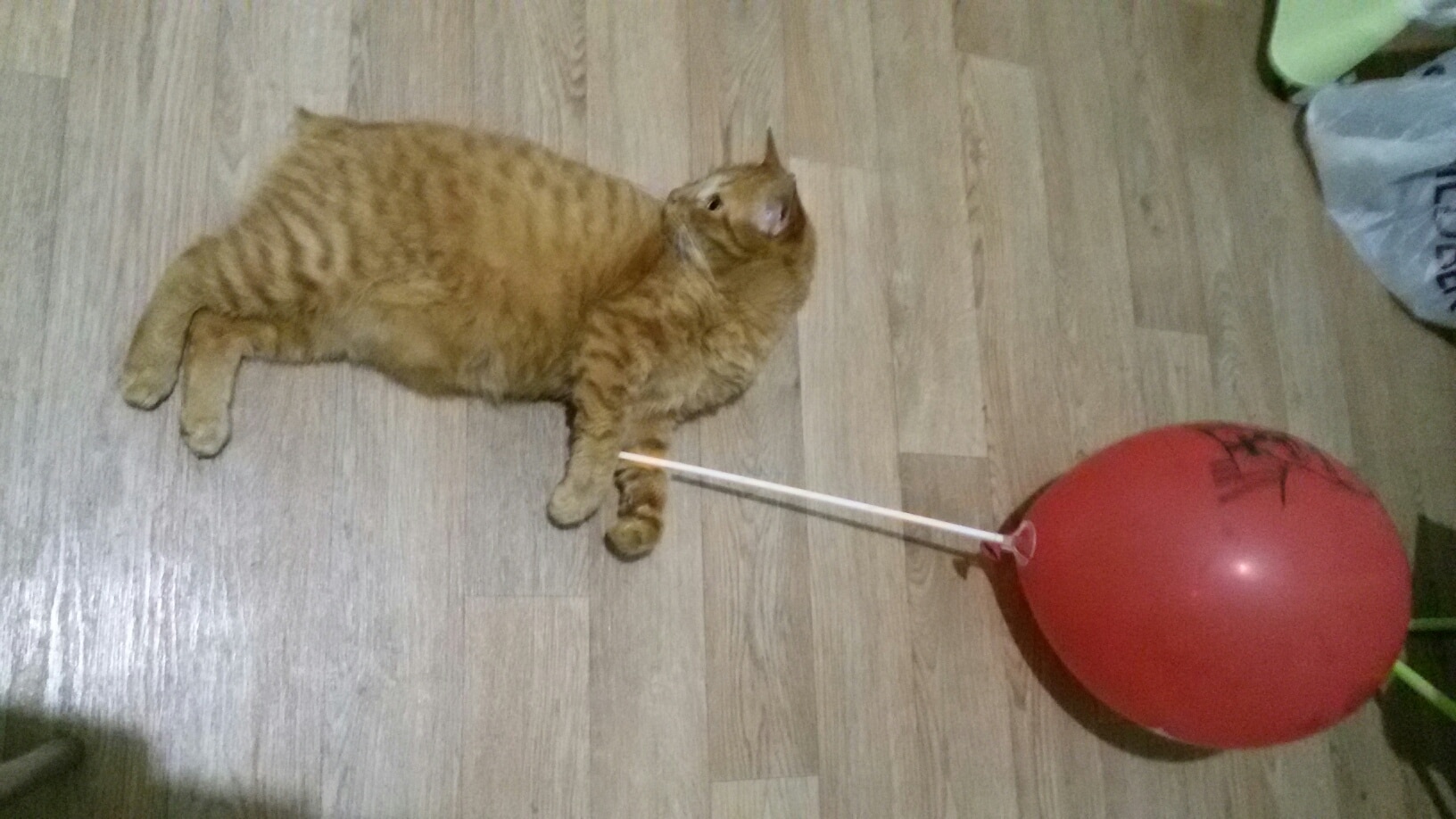кот с шариком