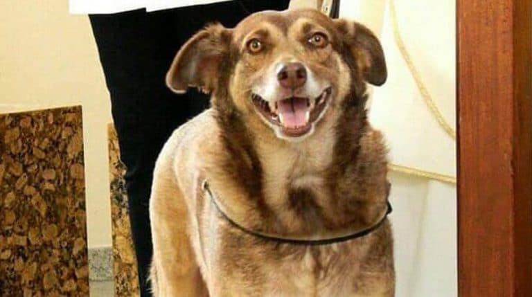 smiling stray dog
