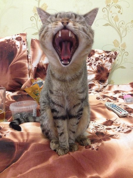 кот зевает