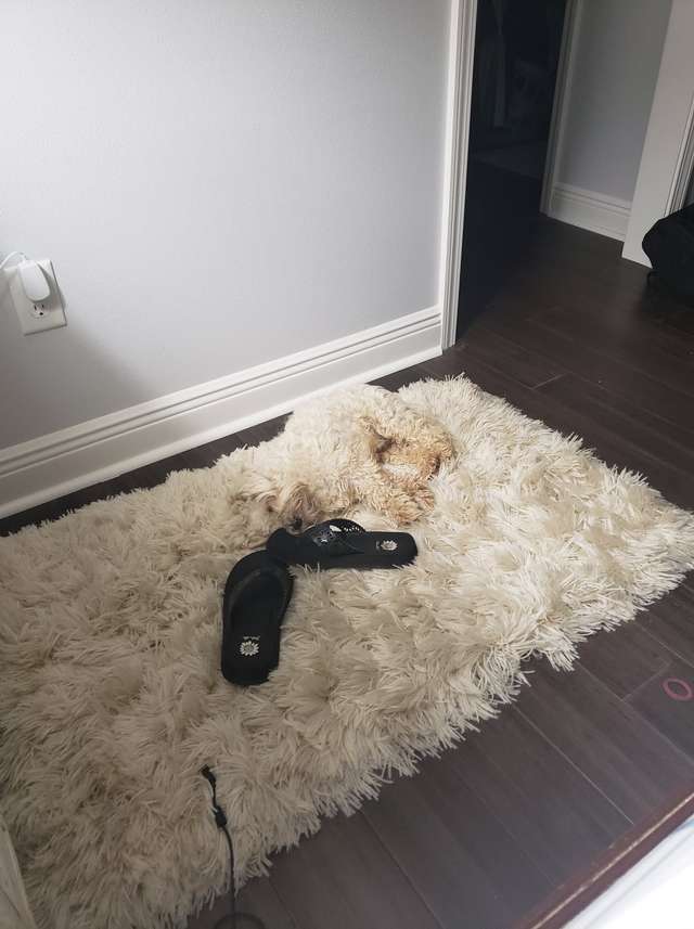 собака на коврике