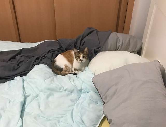 кошка в кровати