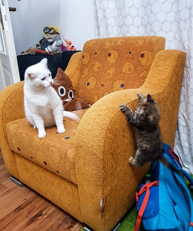 Котенок и кошка 