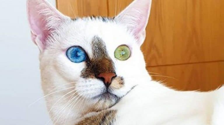 white cat Bowie
