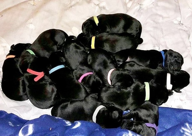 Тринадцать щенков 