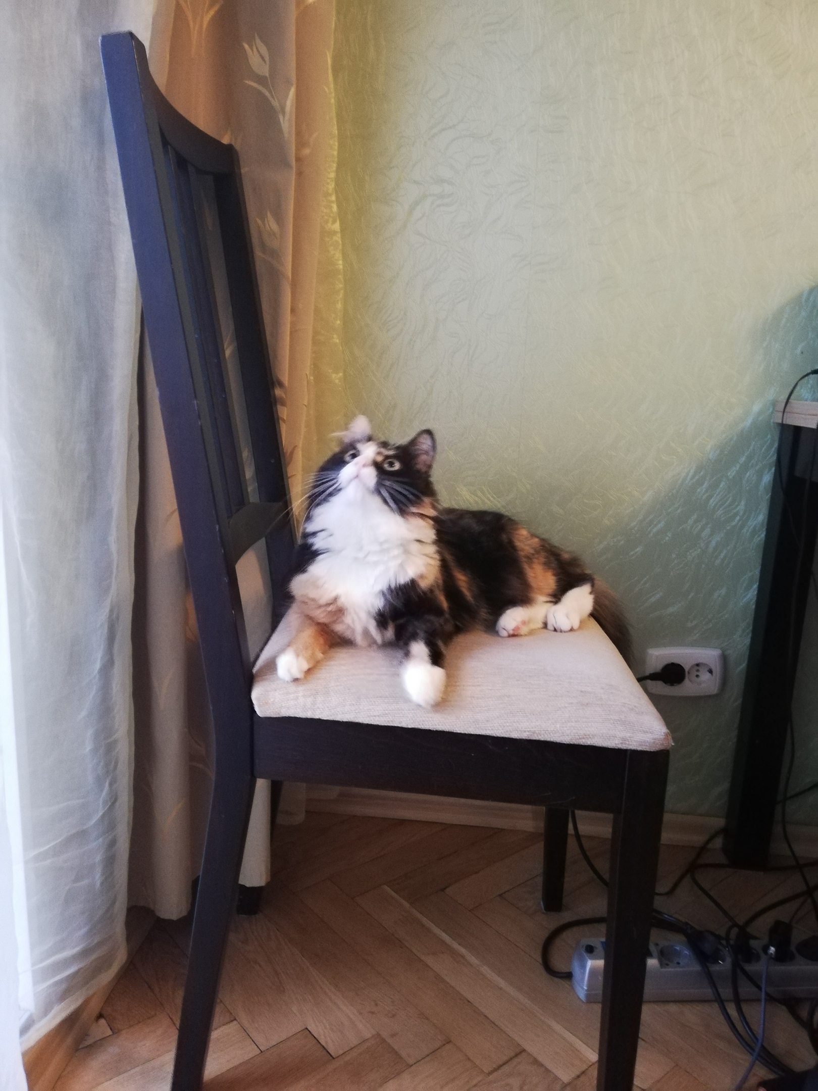 кошка на стуле